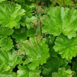 Darmer štitnjača: sadnja i njega, zimska otpornost